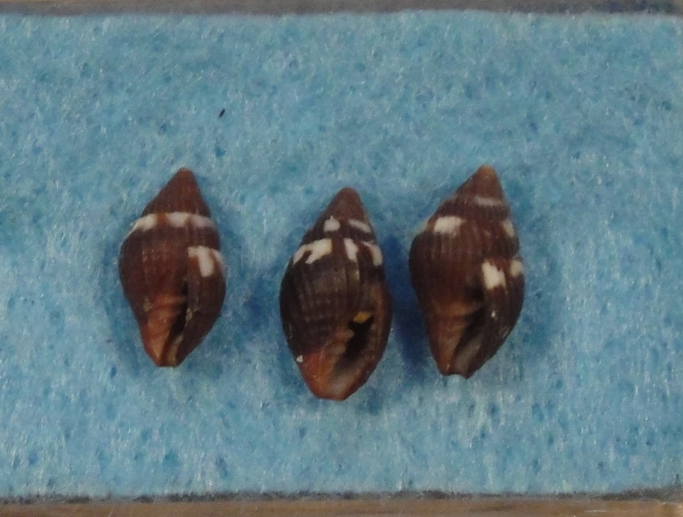 Mitra Pusia Puella 3 conchas 8-9 mm Boca Ratán, Florida 1 braza arrecife rocoso Foto 2 de 2