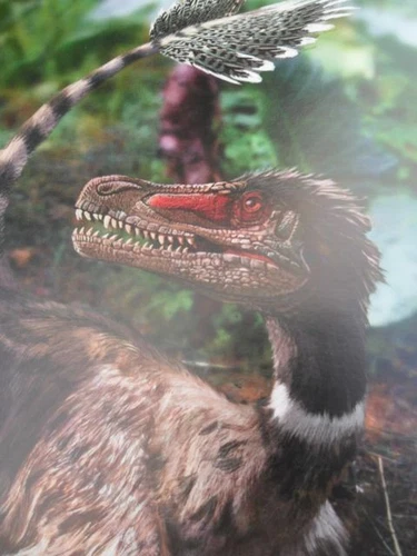 Natural History Illustrated Antiquarian & Collectable Books