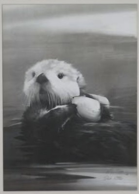 William E. Ryan Signed Black & White Sea Otter Eating Clam Print . Framed