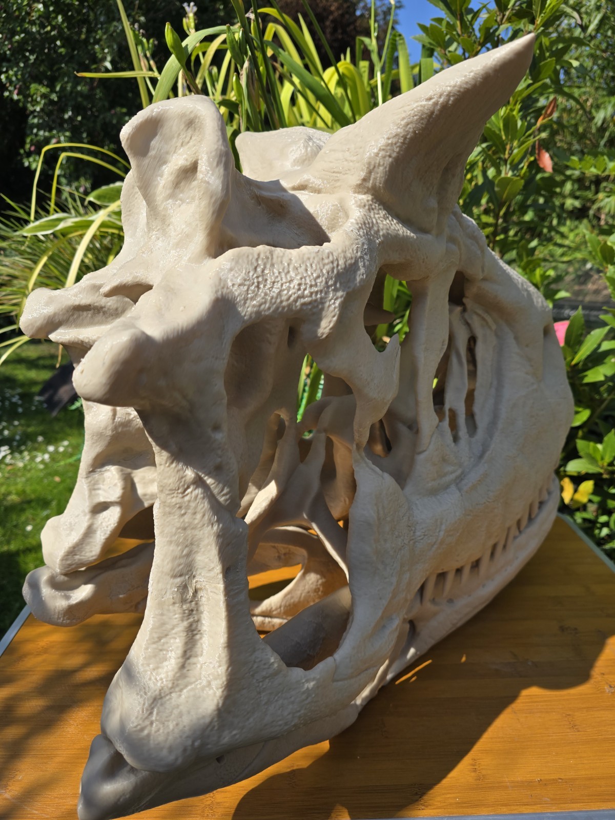 Life-size CARNOTAURUS skull Replica, Fossil
