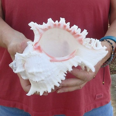 One 8 inch Murex Ramosus Seashell shells seashells #51597