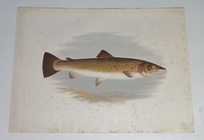 LYDON Bull Trout Houghton's Fresh-Water Fishes 1879