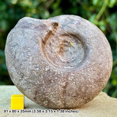 Seltener Perm Ammonit Fossil Metalegoceras sundaicum - Unterperm, Osten