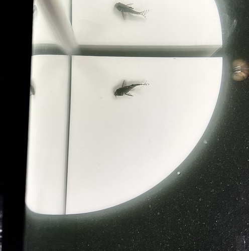 Aquarium Corner Cave Hideout Axolotl Cichlid Cave Fish Tank Accessories Supplies - Picture 4 of 6