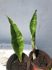 SANSEVIERIA MOTHER-IN-LAW-TONGUE , AIR PURIFIER, starter plant 1X 8"-10" 