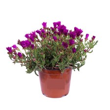 Delosperma Viola (Delosperma cooperi) - 1 Piantina in Vaso | Fiori Viola
