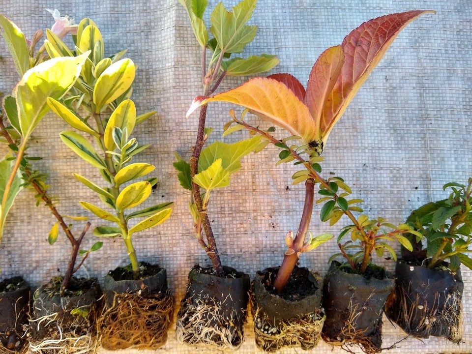Shrub Plug 6 MIXED GARDEN SHRUB PLUG PLANTS, HARDY QUALITY SHRUBS, GROW YOUR OWN ...