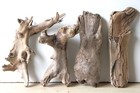 Treibholz Schwemmholz Driftwood 4 knorrige Hölzer Terrarium 25-31 cm *402*