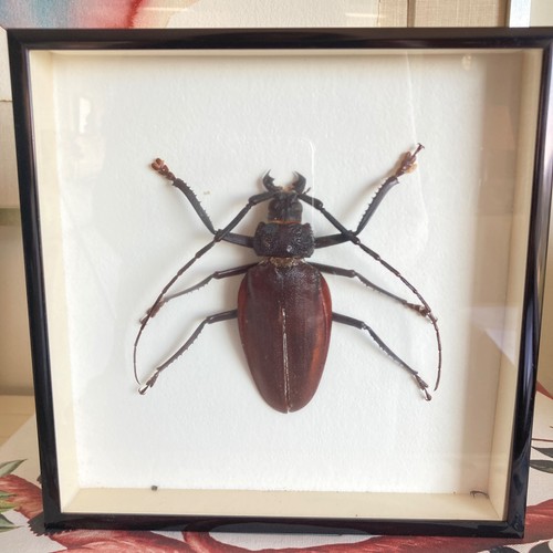 Vintage Framed Preserved Ctenoscelis Coeus Brazil 100mm