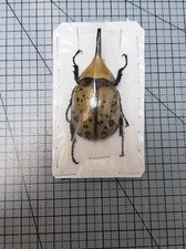  Dynastinae: Dynastes hyllus, selvaggio, maschio