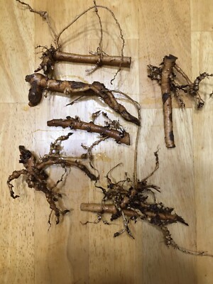 Start This Year's Crop Today.  6  Organic Cascade Hop Rhizomes, $35.00
