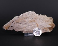 Fossil Dinosaur Tyrannosaurus Rex T Rex 5.6