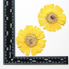 2PCS Real Pressed Dry daisy Flower, Large yellow Flower Head for art FSS26 11