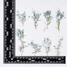 12PCS side Pressed Tiny flower, dyed color blue with leaves stem FSS103 #9