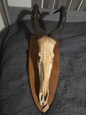 Antilopen Schädel Jagdtrophäe Wasserbock Afrika Kenia aus dem Jahr 1948