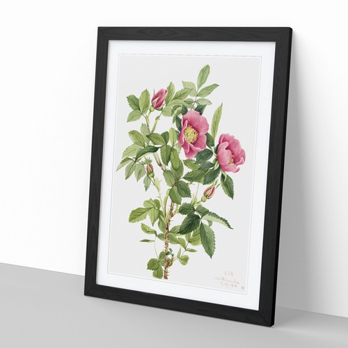 Póster enmarcado con impresión de arte de pared Bourgeau Rose Vol.1 de Mary Vaux Walcott - Imagen 2 de 9