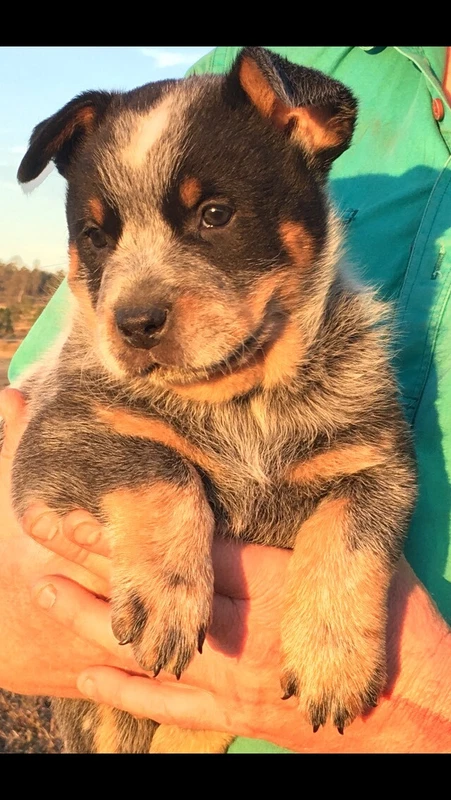 dogs and puppies gumtree