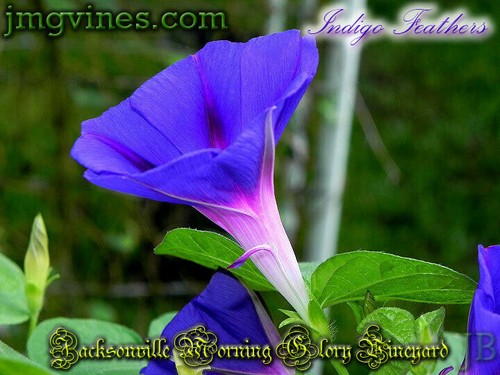 Indigo Feathers Ipomoea Purpurea Morning Glory 10 Qty - Picture 2 of 6