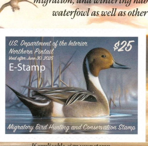 RW91B 2024 -  E  STAMP  Federal Duck Stamp  Similar to RW91A SCARCE MINT NH - Image 2 of 3