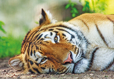 Wildlife *** Zoo Postkarte *  SIBERIAN TIGER    Postcard  #3