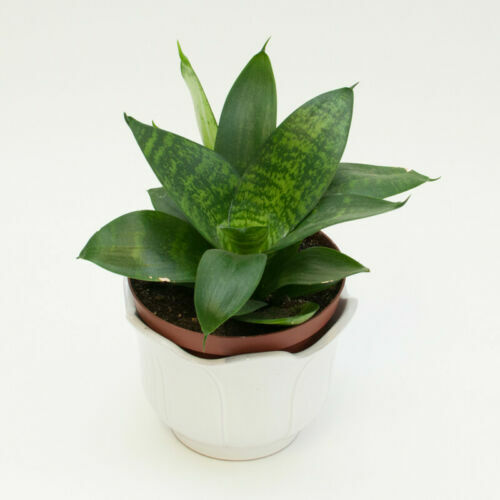 urban care coconut aloe vera Urban Care Coconut Aloe Vera Hair Conditioner