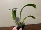 Blc. Yellow Imp `Golden Grail' AM/AOS 4N Original Cattleya Orchid Plant — photo 4