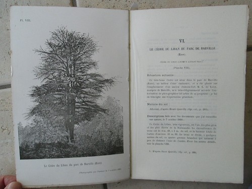 LES VIEUX ARBRES DE LA NORMANDIE, 1891/1899. Nombreuses planches. - Picture 17 of 21