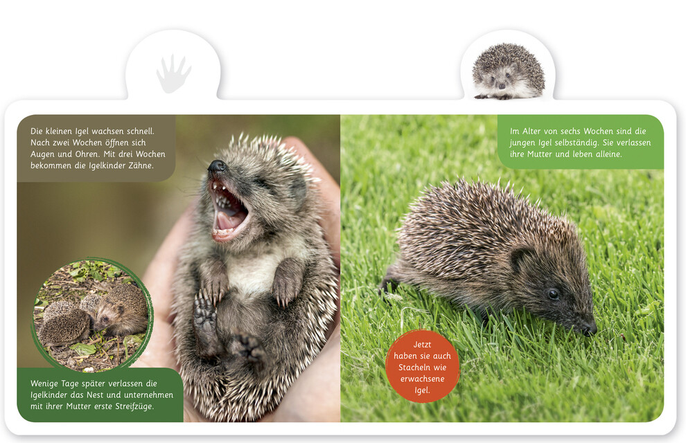 Thumbnail - Hannah Kastenhuber Mein Kleines Tier-lexikon - Der Igel 9783946360162
