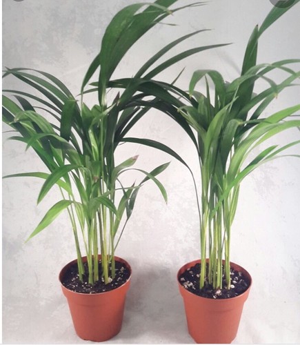 6 Areca palm 8” Starter seedling LIVE PLANTS! Fully Rooted! VERY Healthy! - Picture 3 of 12