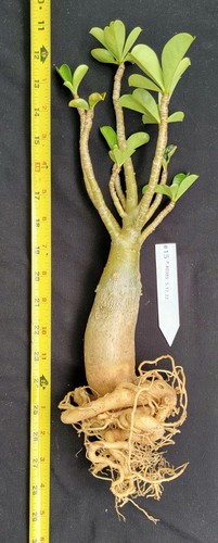 Adenium Obesum SEED Grown NOT Grafted RARE PURPLE Blooms 100% USA Grown Caudex15 - Picture 4 of 11
