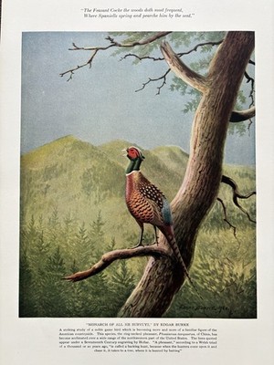 Edgar Burke Artist Ring-Necked Pheasant Vtg Print Monarch of All He Surveys 1926