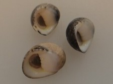 Nerita polita (lot de 3) Océan Indien (Rodrigues) WO 17,4 /20mm  F++/F+++ n1
