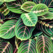 Maranta Fascinator Tricolour | Colourful Indoor House Plant | 20-30cm in Pot