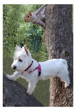 WESTIE & SQUIRREL GARDEN FLAG FREE SHIP USA