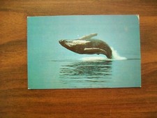 Postcard - Humpback Whale Cape Cod Massachusetts - Unused (108)