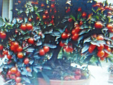 35 Graines de Pommier d 'Amour ,Cerisier de Jérusalem , Solanum Pseudocapsicum