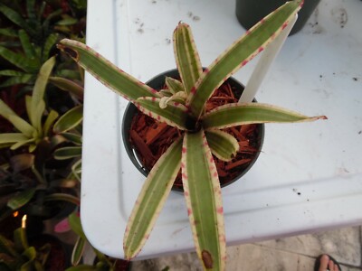 Neoregelia Gizmo - Micro Terrarium Plant