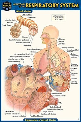 Anatomy of the Respiratory System (Pocket-Sized Edition -  NEW Vincent Perez 201