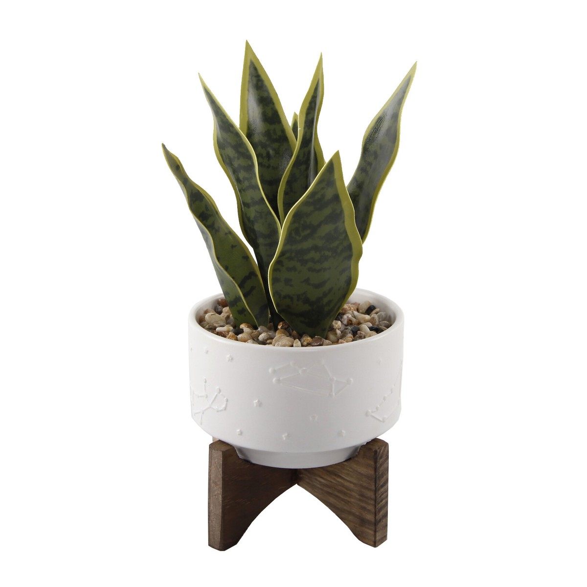 philodendron 'pink princess marble' 4
