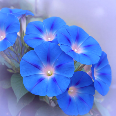#ad #ad 200 HEAVENLY BLUE MORNING GLORY SEEDS 💙 CLIMBING • BEAUTIFUL FREE SHIPPING $3.99