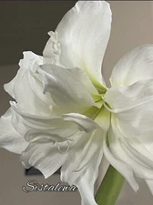 Amaryllis ‘Marquise’ (1) Medium Bulb~3x3”~Perennial~ Produces 4-6 Blooms