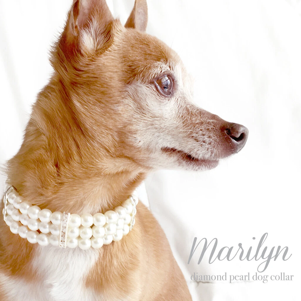 Pearl top dog collar