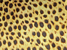 Animal Kingdom Fabric Cheetah Robert Kaufman 28" x 44" wide