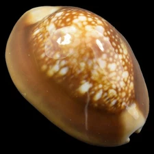 CYPRAEA (Monetaria) CAPUTSERPENTIS (Ille des Pins, New Caledonia) 32.5mm #47112