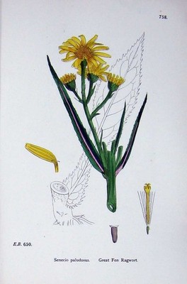 Old Antique Print Great Fen Ragwort Botany Plants C1902 Senecio Flowers 20th