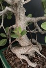 Kifu Ficus microcarpa bonsai round leaf Aerial Roots — photo 10