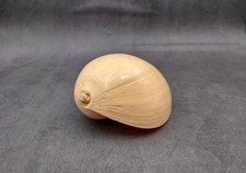 Large Indian Melo Volute Seashell Voluta Melo (1 shell approx. 5+ inches)