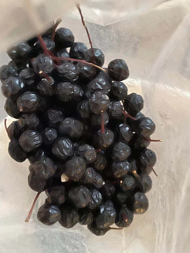 Chokecherry Seeds Prunus Virginiana 15 Fresh Hardy Fruit and Landscape Tree - Image 2 of 4