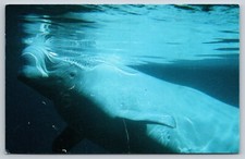 Postcard Beluga Whale in James Bay Canada 21F
