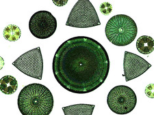  on The Hot Collector